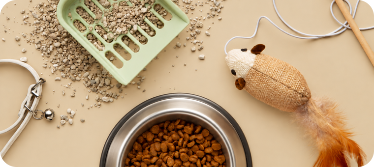 Erstausstattung für Katzen: die Checkliste