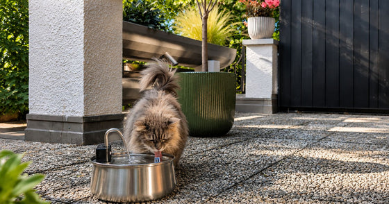 Bester Katzenbrunnen für mehrere Katzen 2026