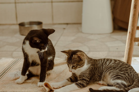Wie alt werden Katzen? Lebenserwartung im Überblick