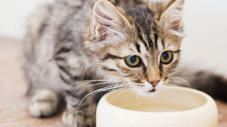 Katze trinkt zu wenig? 7 Anzeichen und was du sofort tun kannst