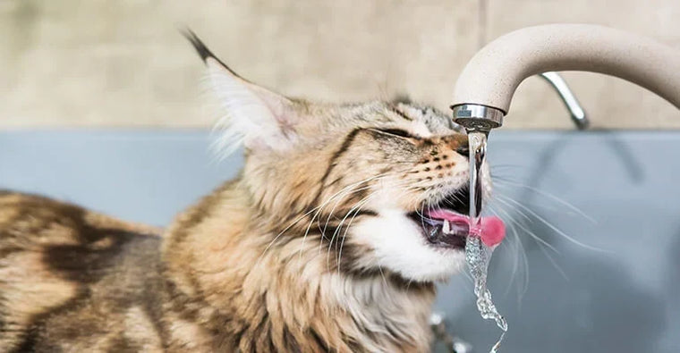 Katze trinkt aus dem Wasserhahn