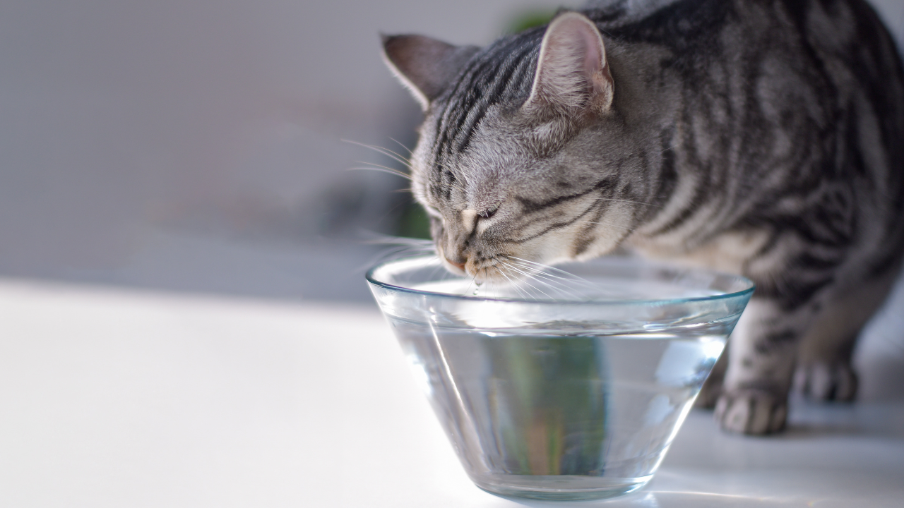 Katze trinkt aus einer Schüssel