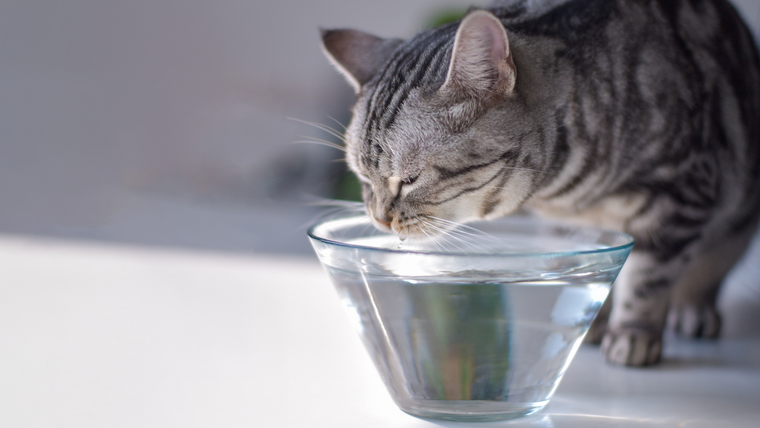Katze trinkt aus einer Schüssel