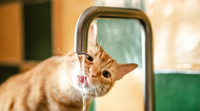 Katze trinkt fliessendes Wasser