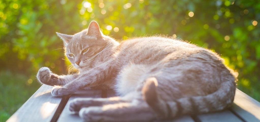 Katze bei Hitze: so hältst du sie kühl und gesund
