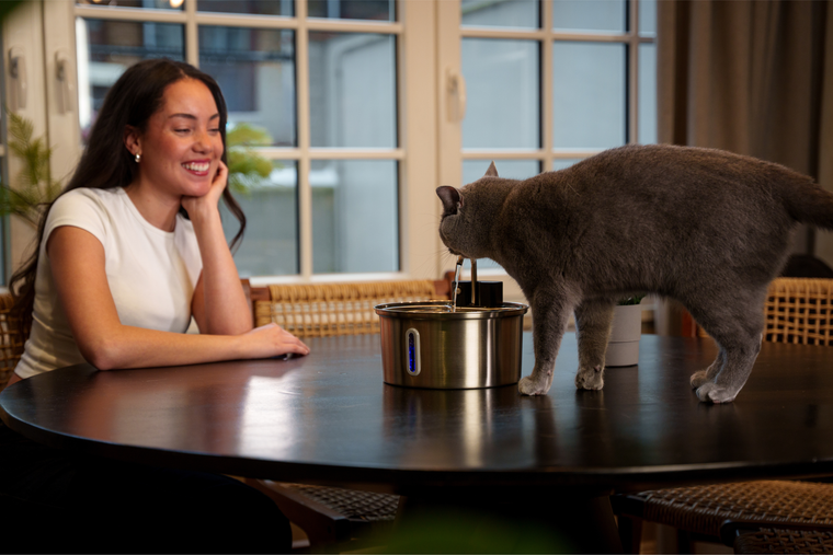 Katze an Trinkbrunnen gewöhnen: Anleitung in 5 Schritten