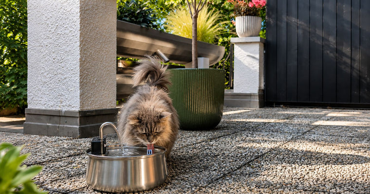Bester Katzenbrunnen für mehrere Katzen 2026