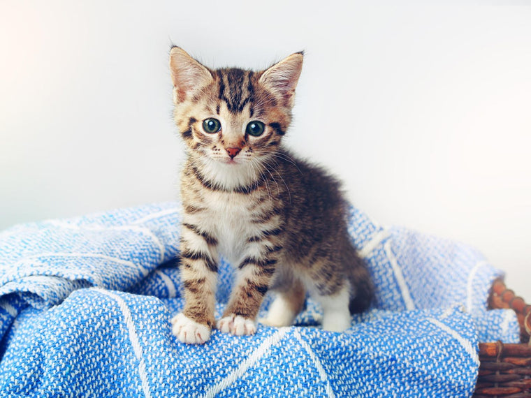Erstausstattung für Katzen: die Checkliste