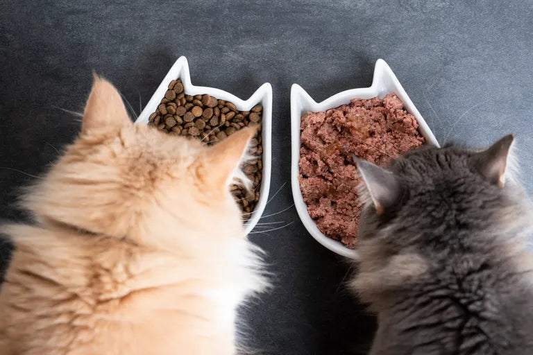 Nassfutter oder Trockenfutter für Katzen? Der Vergleich
