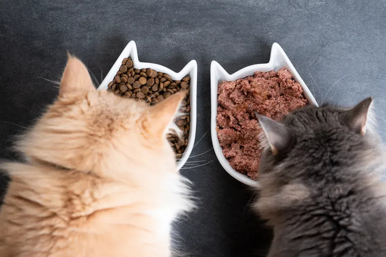 Nassfutter oder Trockenfutter für Katzen? Der Vergleich