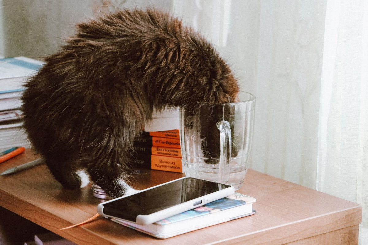 Verspielte Katze in der Wohnung