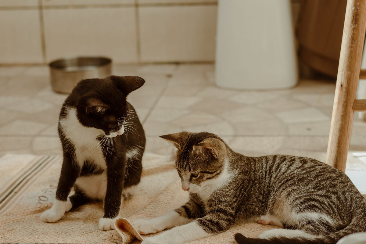 Zwei Katzen liegen entspannt beieinander