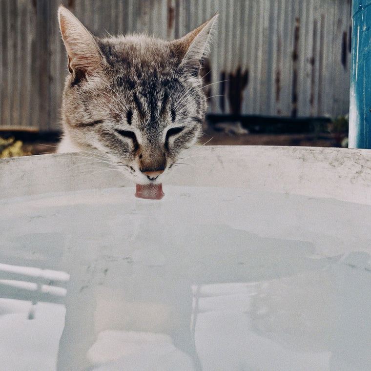 Katze trinkt Wasser