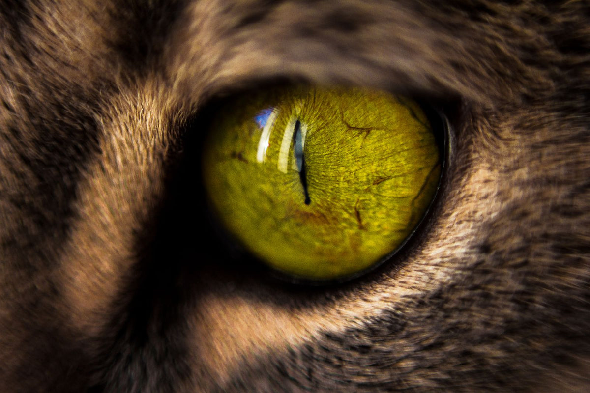 Katze schaut aufmerksam in die Kamera