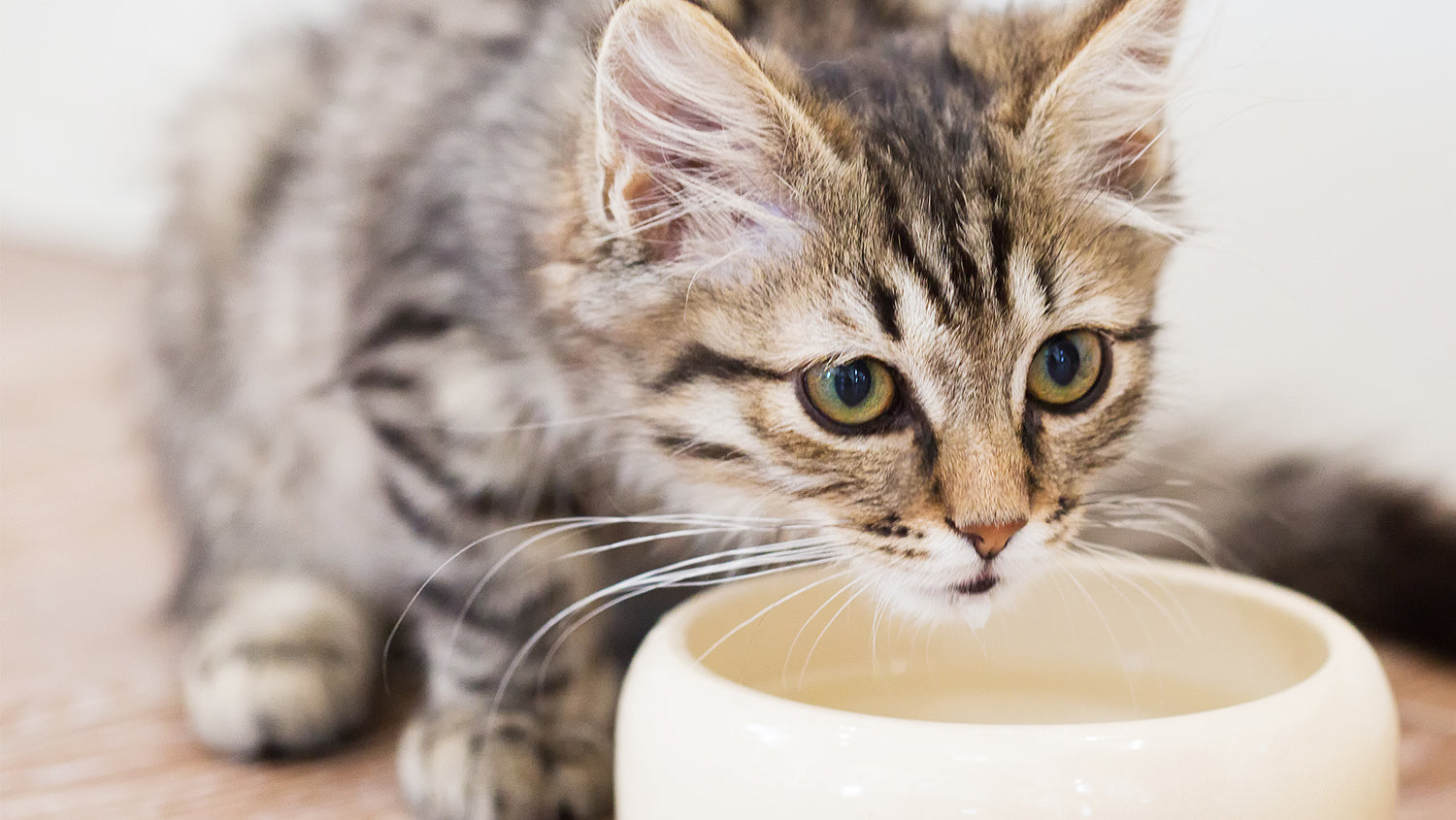 Katze trinkt zu wenig? 7 Anzeichen und was du sofort tun kannst